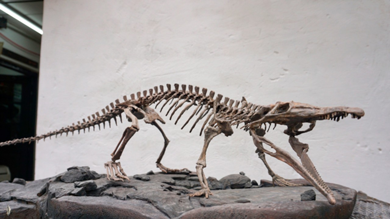 El trabajo que hacen en el laboratorio del Museo Argentino de Ciencias Naturales Bernardino Rivadavia, liderado por Marcelo Isasi y Santiago Miner en Buenos Aires, Argentina, lo hace posible.